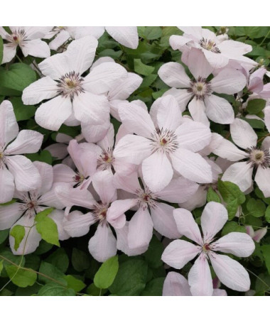 Klematis Jan Paweł II (lielziedu)  2L