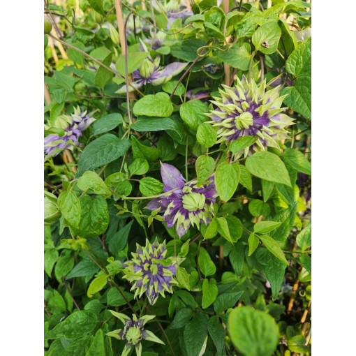 Clematis 'Coco Lovers' pods. 4L