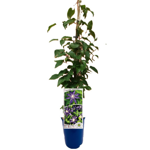 Klematis Hakuookan (lielziedu)  2L