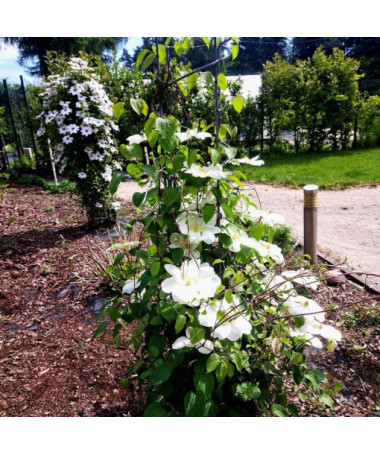 Klematis Guernsey Cream  2L