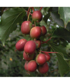 Kiwi Aktinīdija Ken's Red (dzeloņlapu) pods. 4L