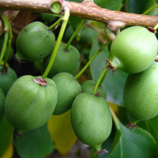 Kiwi Aktinidija Issai (ostrolapainā) PAŠAUGOJOŠA, podiņš 4L