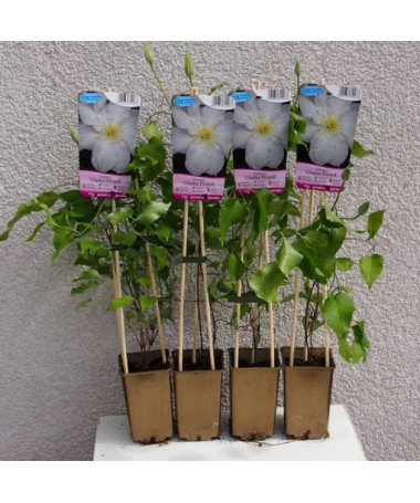 Klematis Gladys Picard  2L