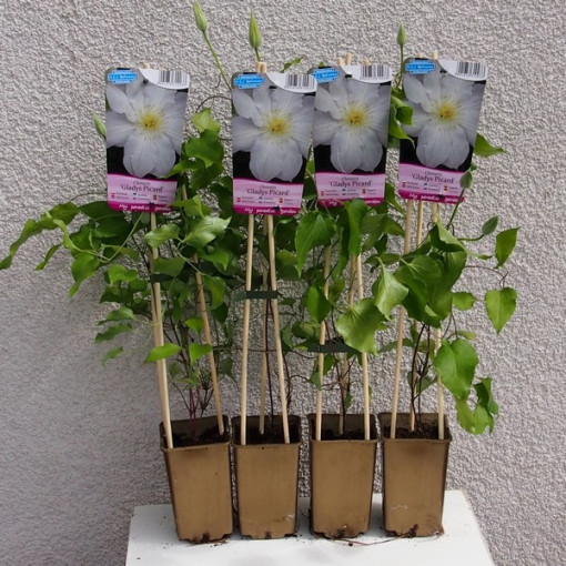 Klematis Gladys Picard  2L