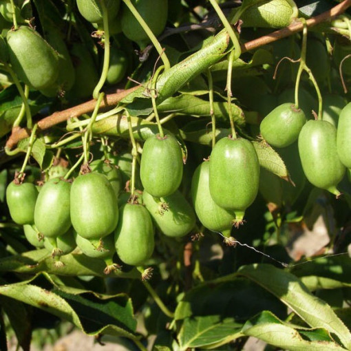 Kiwi Aktinidija Issai (ostrolapainā) PAŠAUGOJOŠA, podiņš 4L