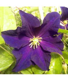 Klemetis 'Etoile Violette' P9/C1