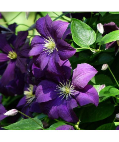 Klemetis 'Etoile Violette' P9/C1