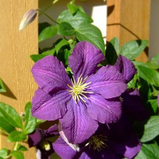 Klemetis 'Etoile Violette' P9/C1