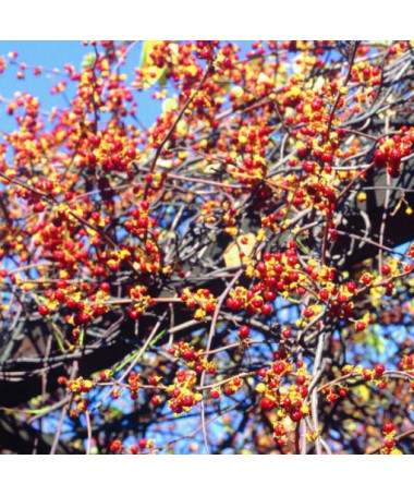 Sieviešu šķirne Actinidia augam, Diana, 2L podā.