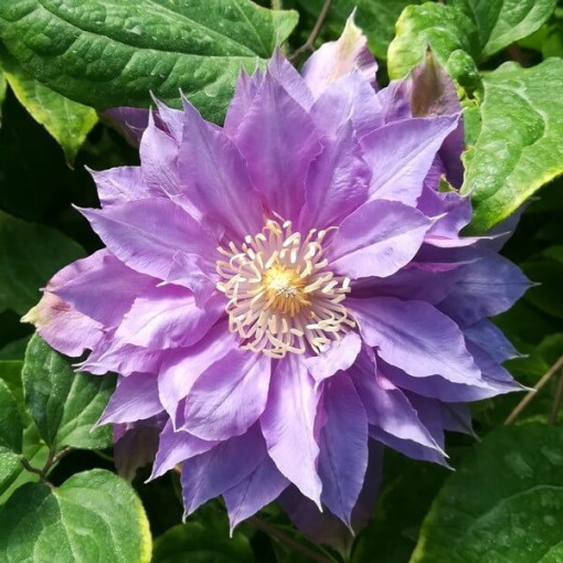 Klematis Daniel Deronda (lielziedu) PILNS  4L