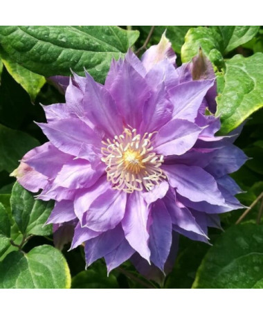Klematis 'Daniel Deronda' (lielziedu) PILNZIEDU P9/C1
