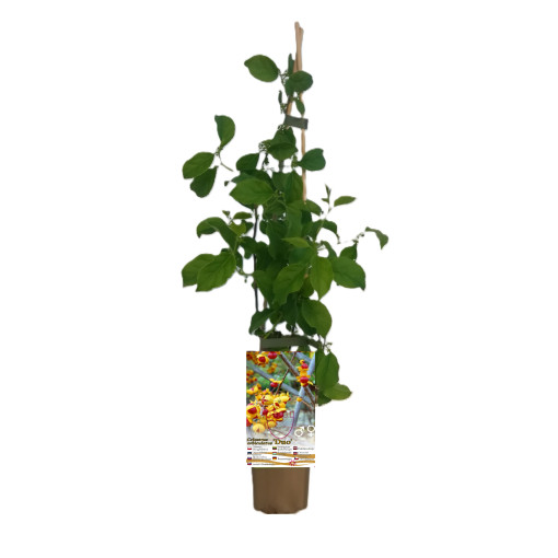 Sieviešu šķirne Actinidia augam, Diana, 2L podā.