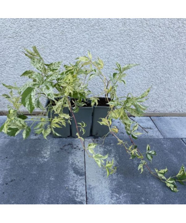 Vīnogulājs Star Showers (piecdaļīgs), 2L pods