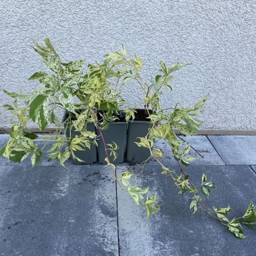 Vīnogulājs Star Showers (piecdaļīgs), 2L pods