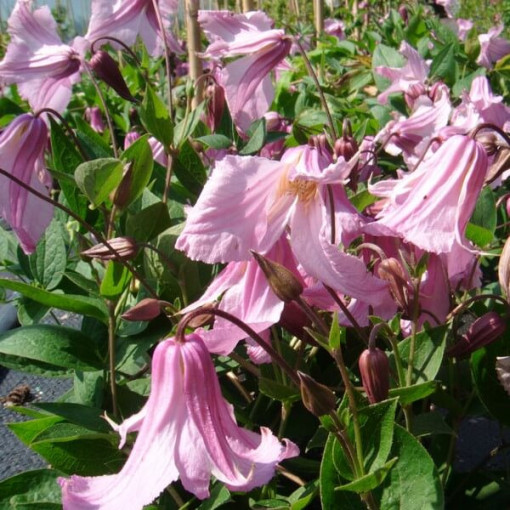 Klematis Alionushka  2L