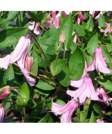 Klematis Alionushka  2L