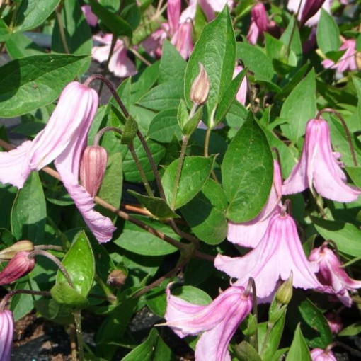 Klematis Alionushka  2L