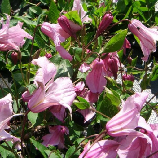 Klematis Alionushka  2L
