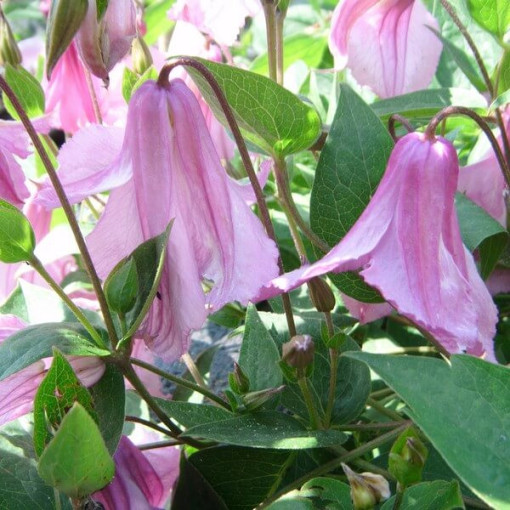 Klematis Alionushka  2L