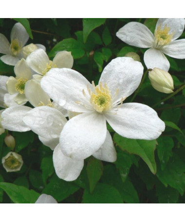 Klematis Alba  2L