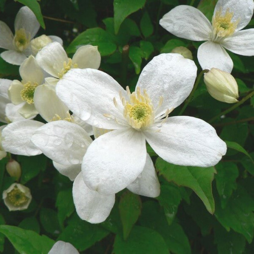Klematis Alba  2L