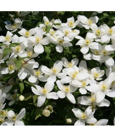 Klematis Alba  2L
