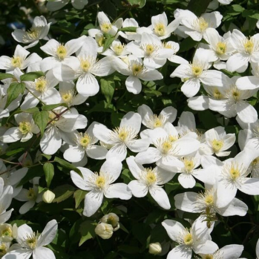 Klematis Alba  2L