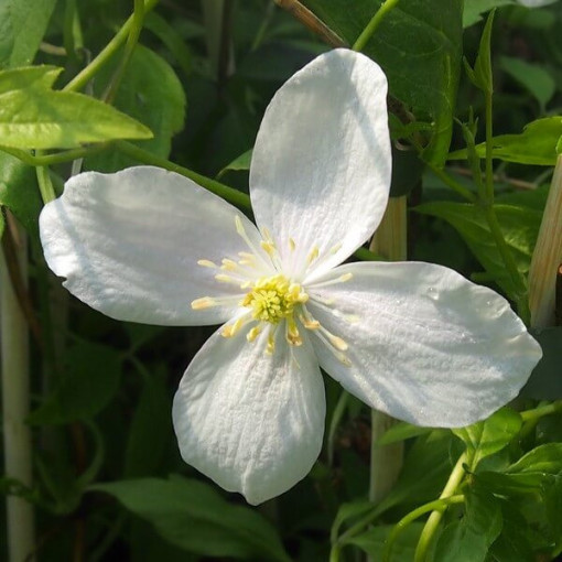 Klematis Alba  2L
