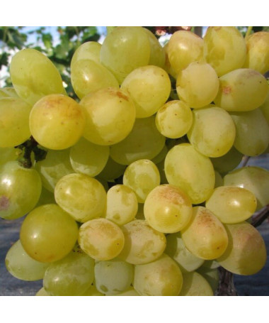 Vīnogulājs Arkadia, 2L pods