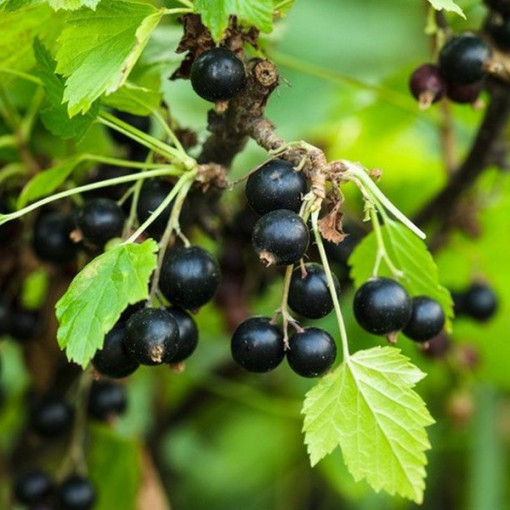 Juodasis serbentas 'Big Love'