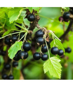 Juodasis serbentas 'Big Love'