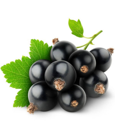 Juodasis serbentas 'Big Love'