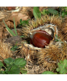 Ēdamais kastaņkoks (Castanea sativa)  2L