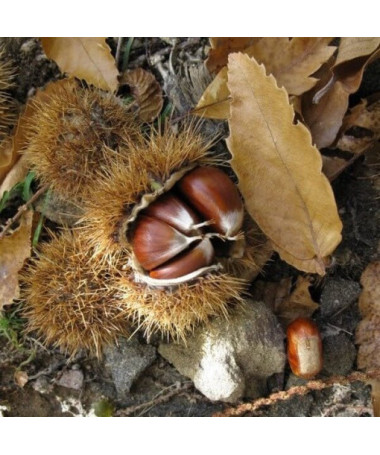 Ēdamais kastaņkoks (Castanea sativa)  2L