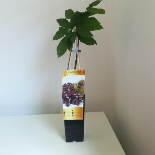 Ēdamais kastaņkoks (Castanea sativa)  2L