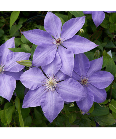 Klematis 'Elsa Spath'  2L