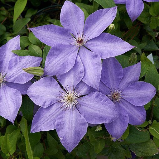 Klematis 'Elsa Spath'  2L