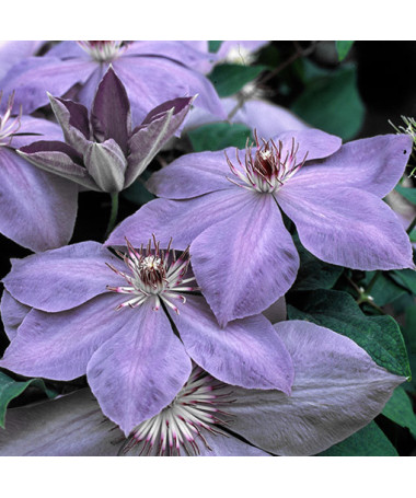 Klematis 'Elsa Spath'  2L