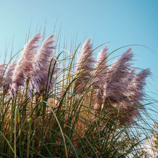 Pampu zāle Pink Feather, trauks 2L