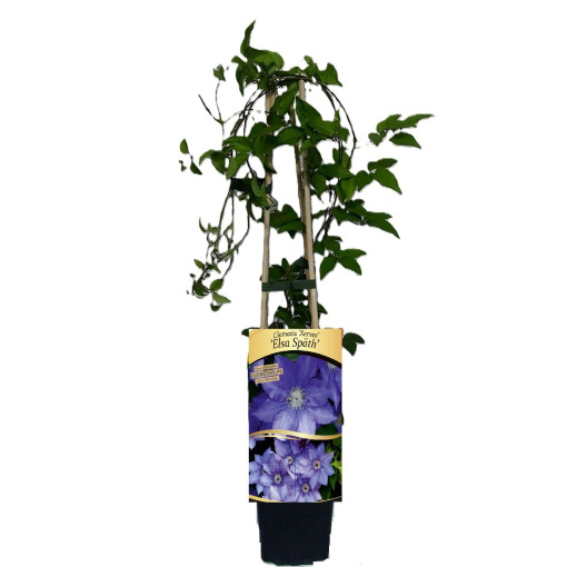 Klematis 'Elsa Spath'  2L