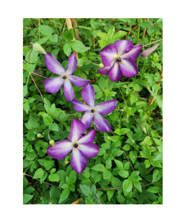 Klematis 'Venosa Violacea'  2L