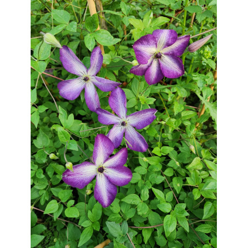Klematis 'Venosa Violacea'  2L