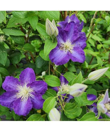 Clematis 'Stefan Franczak' pot P9/C1 L