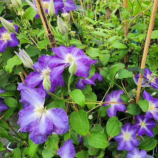 Clematis 'Stefan Franczak' pot P9/C1 L