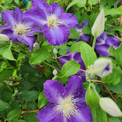 Clematis 'Stefan Franczak' pot P9/C1 L