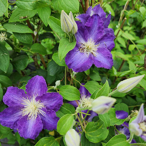 Clematis Stefan Franczak poj. 2 L