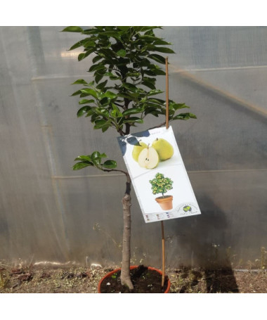 Mini Patio - Bumbieris Sunrise, trauks 4L