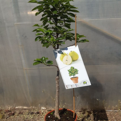 Mini Patio - Bumbieris Sunrise, trauks 4L