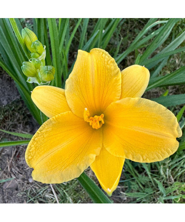 Dieninis lelijainis STELLA DE ORO  2L