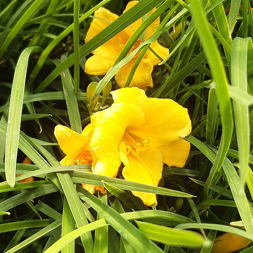 Dieninis lelijainis STELLA DE ORO  2L